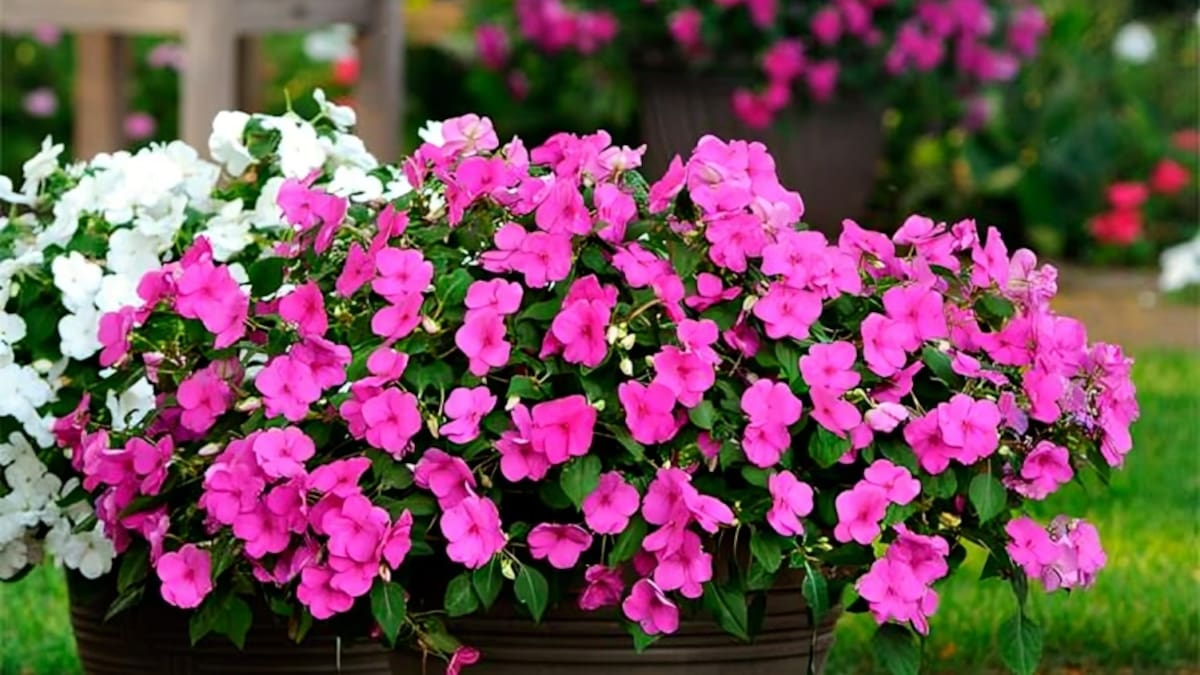 Guía rápida: cómo conseguir que las alegrías del hogar se llenen de flores y color.