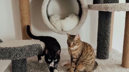 La sorprendente capacidad de los gatos para formar lazos afectivos. Foto: Pexels.