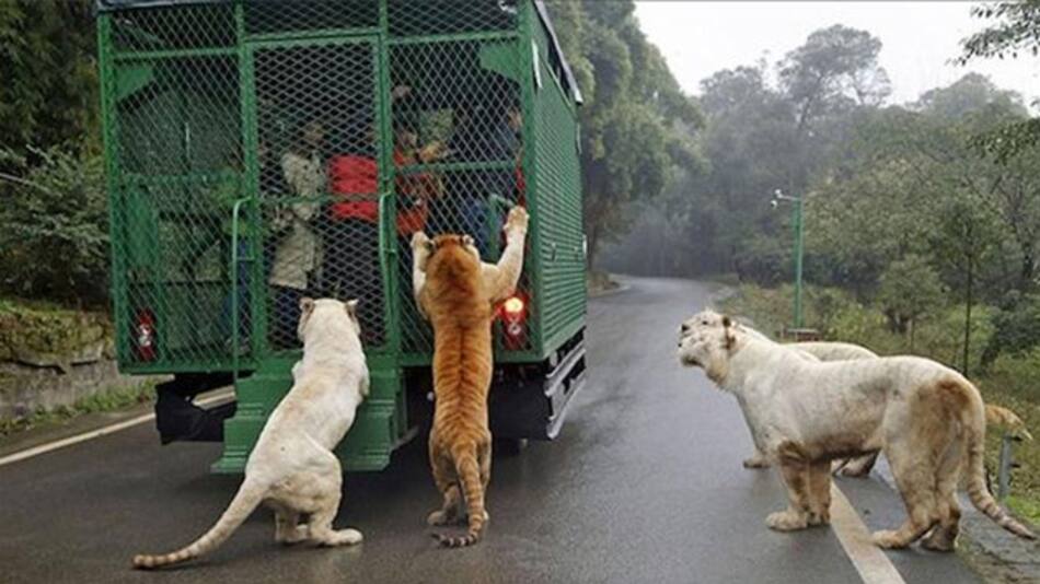 Animales sueltos en zoológico