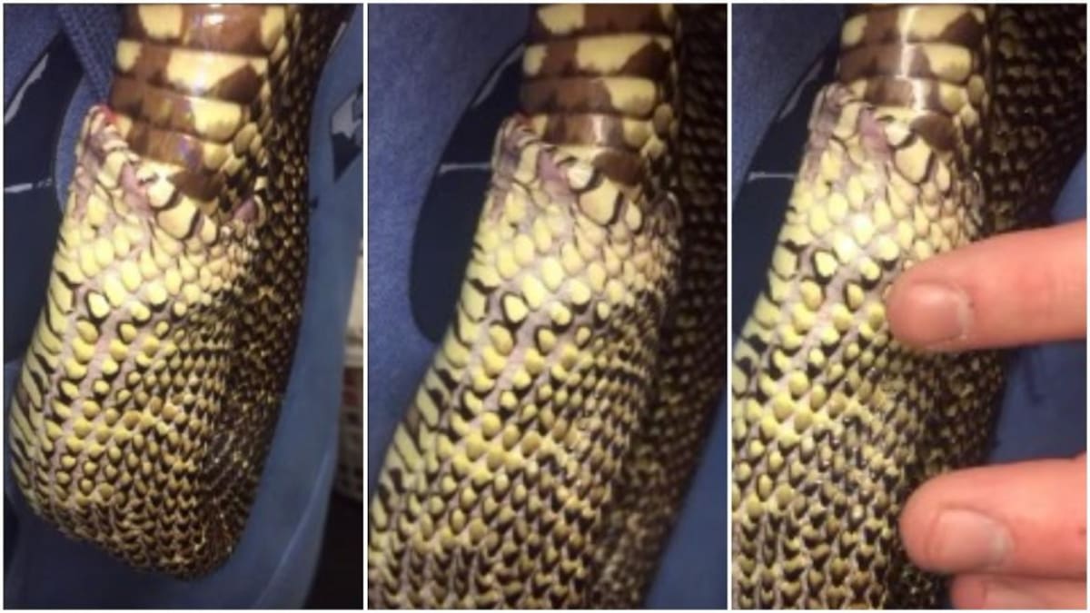 SERPIENTE