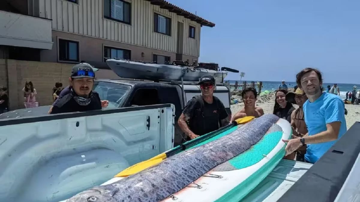 Encontraron un ejemplar del "pez del fin del mundo". Foto: Michael Wang