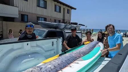 Encontraron un ejemplar del "pez del fin del mundo". Foto: Michael Wang