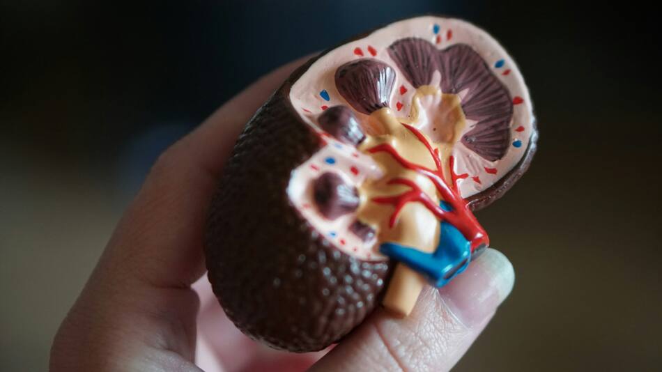 Un prototipo de vacuna logra frenar la recaída en cáncer de riñón avanzado. Foto: Unsplash.
