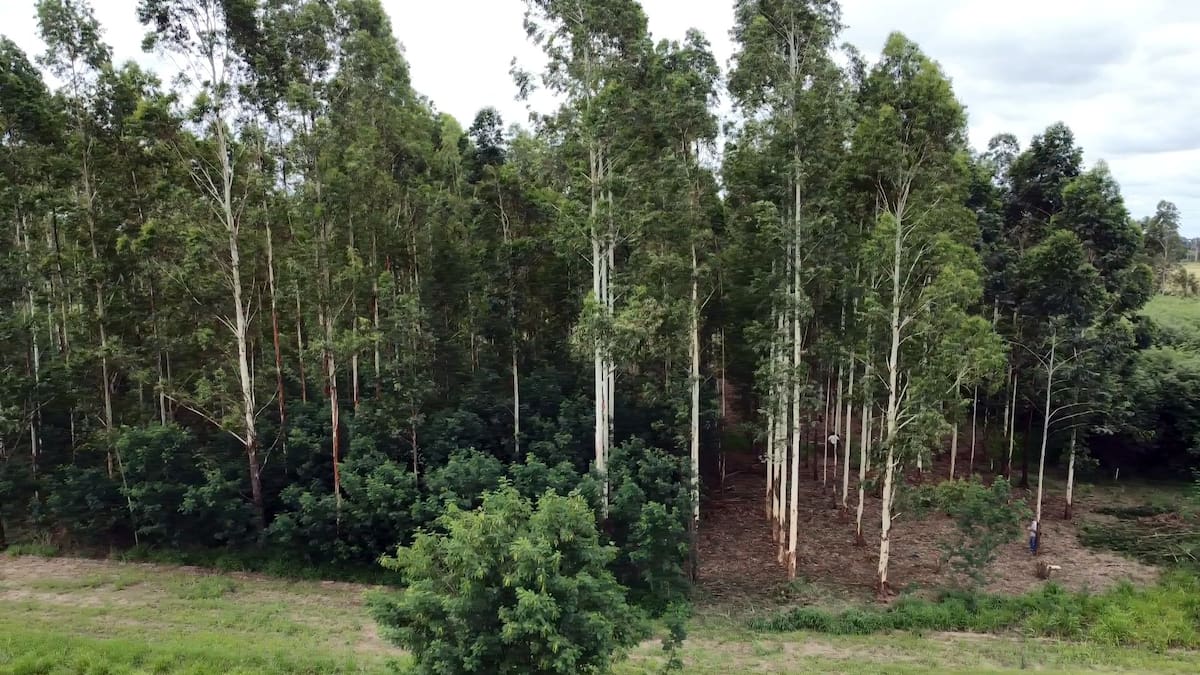 Árboles de eucalipto