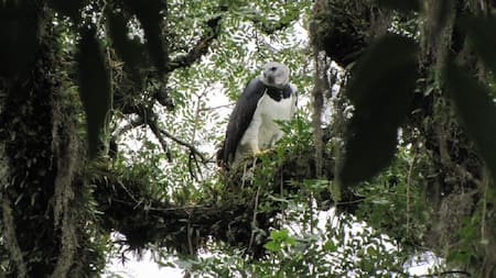 Águila harpía en el Parque Nacional Calilegua