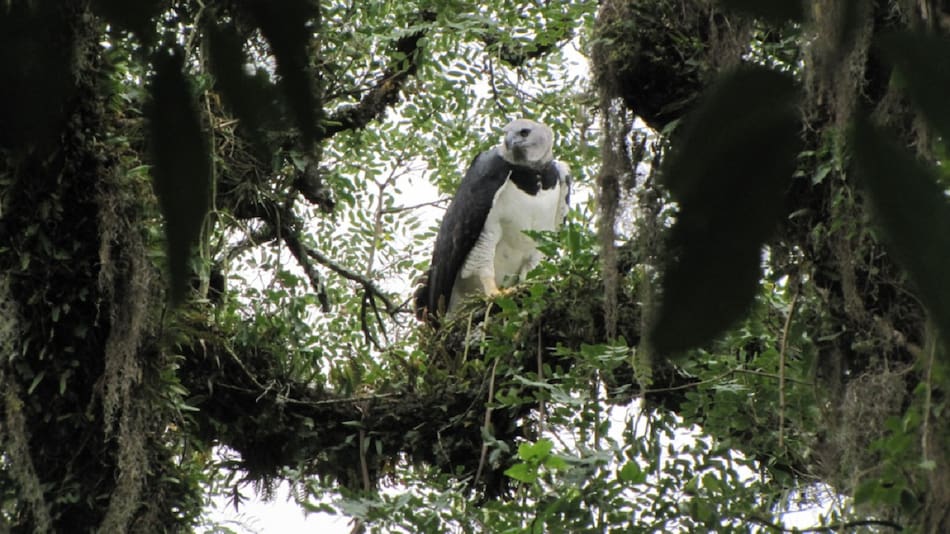 Águila harpía en el Parque Nacional Calilegua