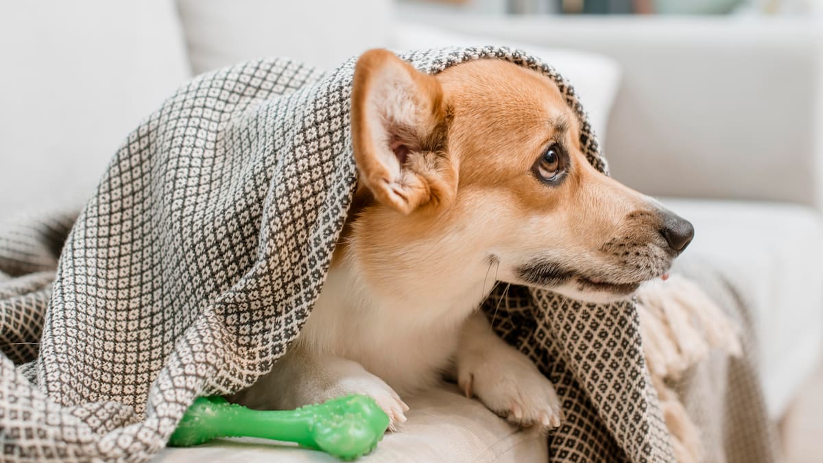 ¿Qué cosas no se deben hacer cuando un perro está asustando durante los fuegos artificiales?.