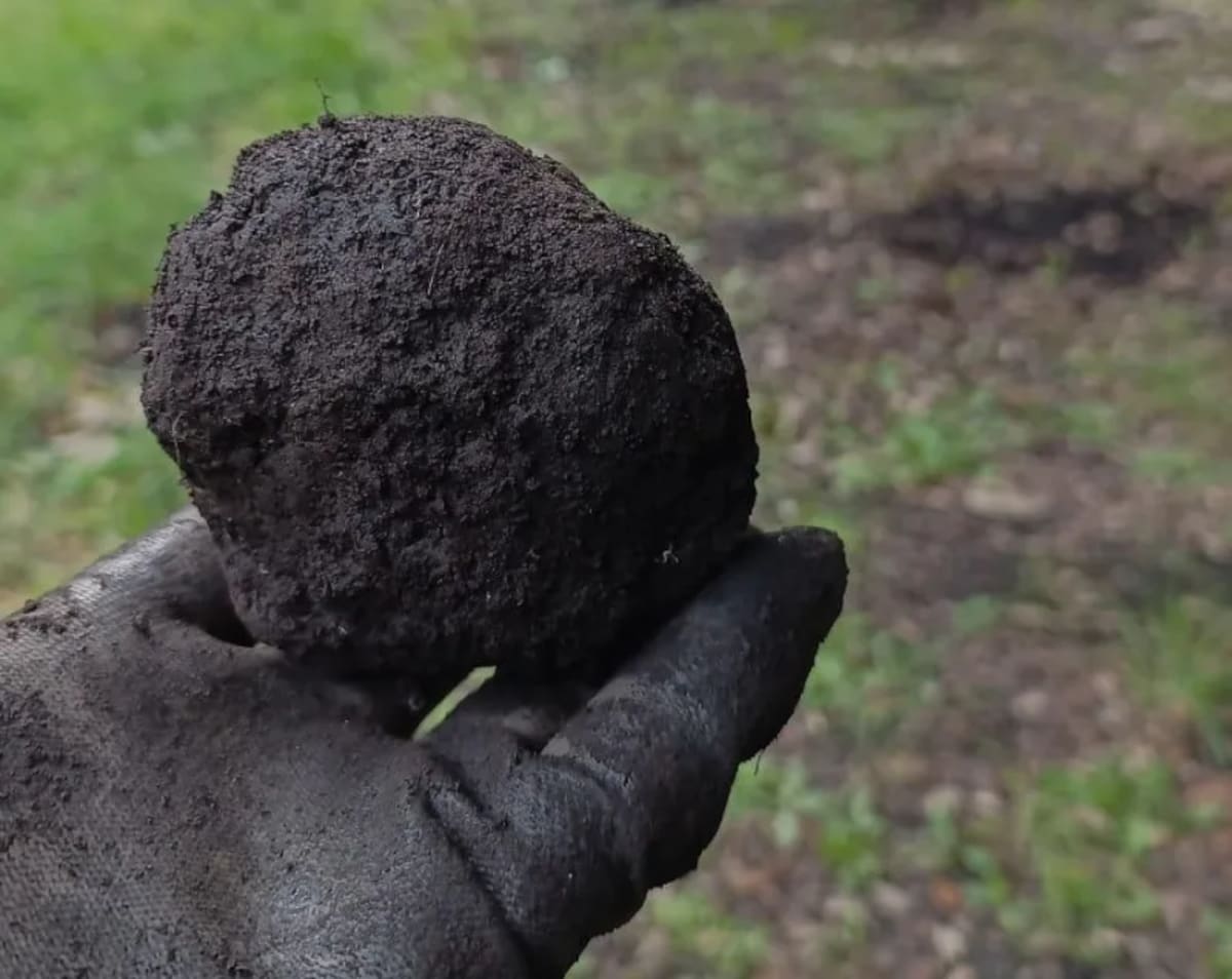 Considerada el "diamante negro" de la gastronomía, la trufa negra se cultiva en establecimientos de Chillar.