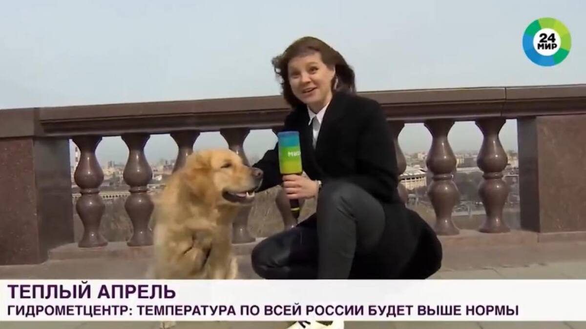 Perro le roba micrófono a la periodista