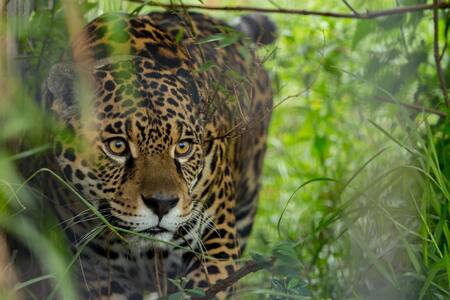 Yaguareté en Corrientes. Foto: EFE.