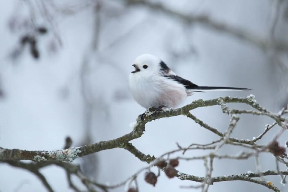Pájaro "hada de la nieve". Foto: Pinterest.