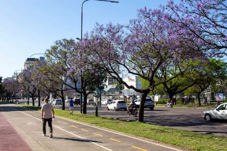 El árbol jacarandá, presente en CABA. Foto: Gobierno de la Ciudad.