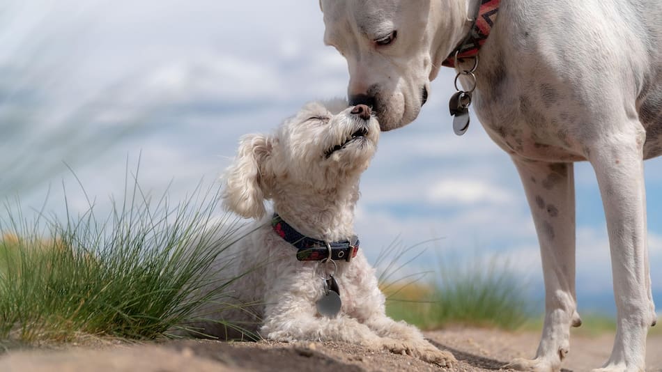 Hay un perro que se destaca del resto.