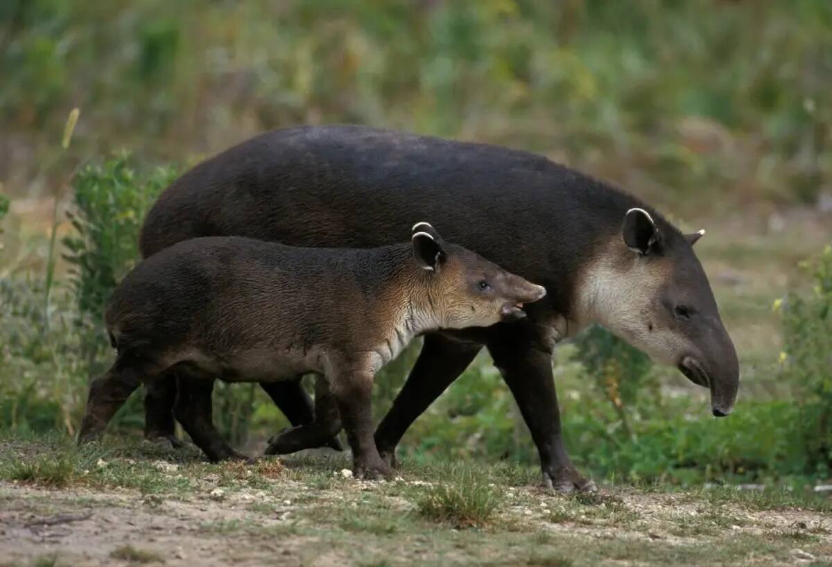 Tapir. Fuente: Parque Estatal Cunhambebe (PEC)