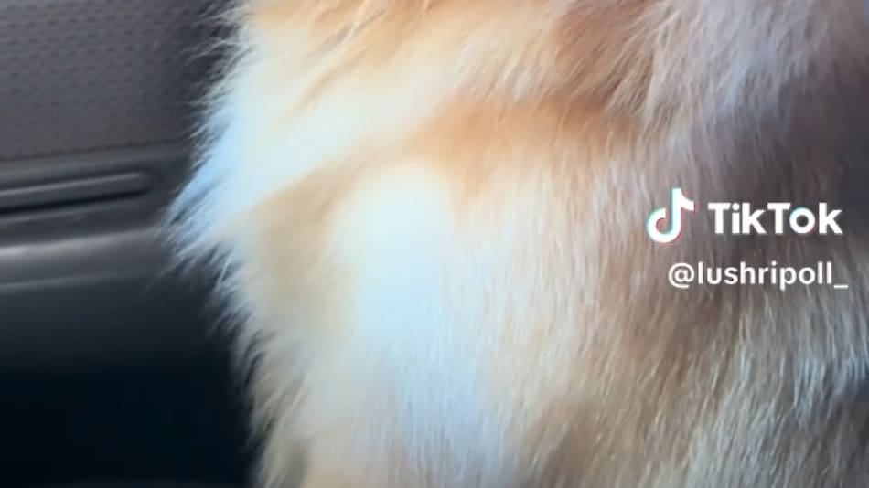 Perro se hizo viral por su reacción después del baño. Fuente: Tiktok /@lushripoll