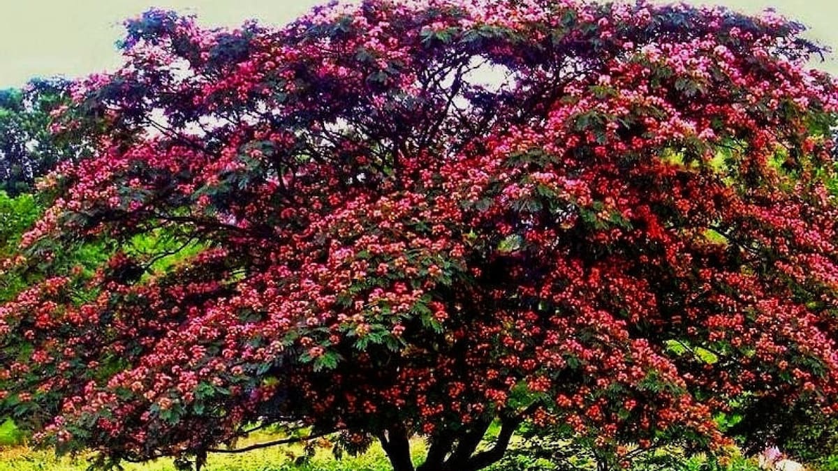 Para llenar de color el jardín de casa: el imponente y hermoso árbol que no rompe el suelo