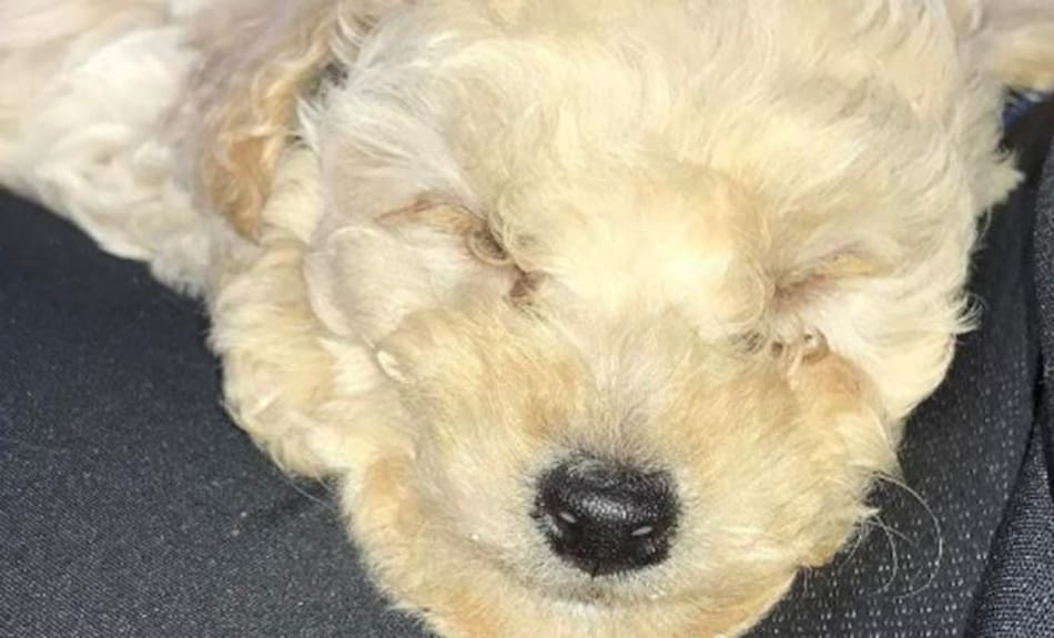 Perro de Cinthia Fernández