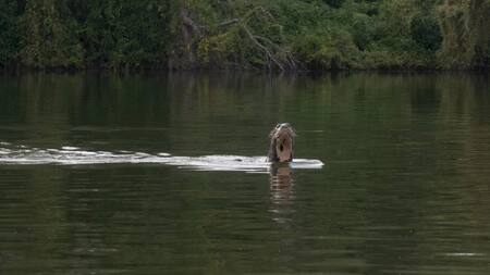 Una especie de nutria gigante apareció en Chaco