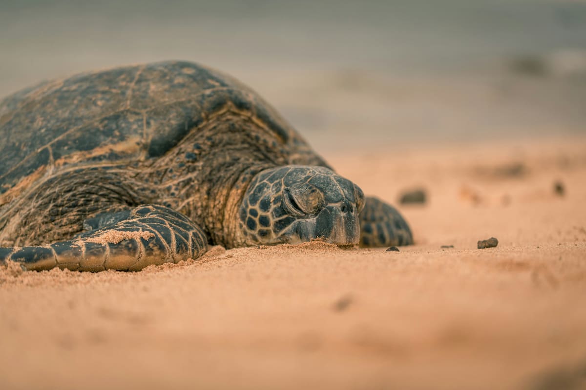 Tortuga marina. Foto: Unsplash