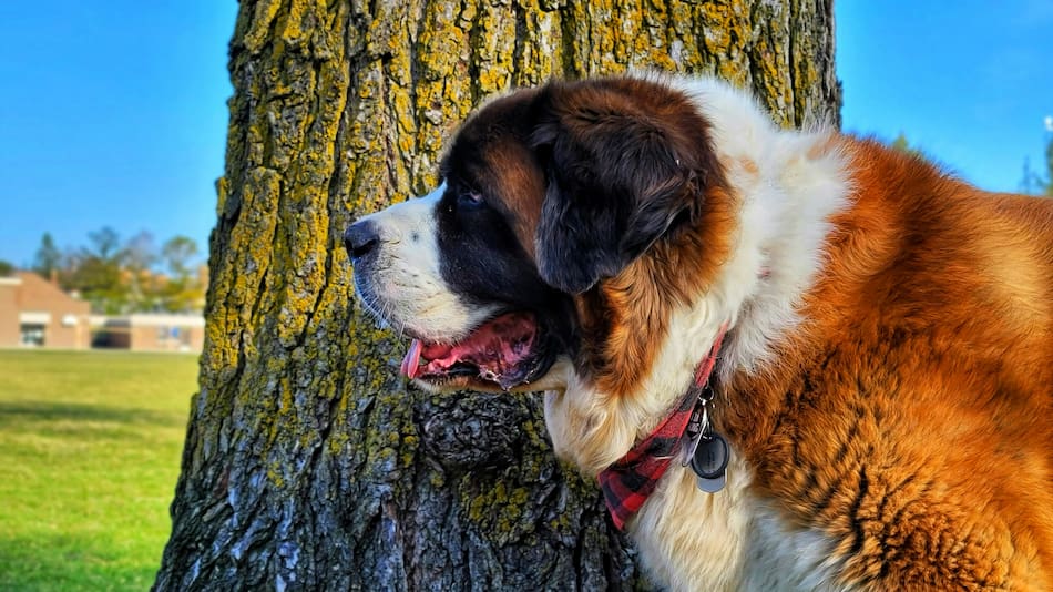 El San Bernardo es el perro con menor esperanza de vida.
