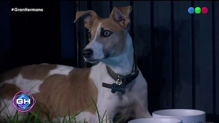 Ingreso de Arturo, perro rescatado, a la casa de Gran Hermano.