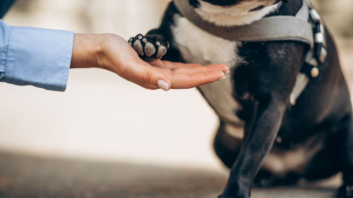 Perritos que dan la pata