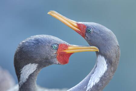 Cormoran gris. Foto: Dario Podesta / Programa de Conservación Costero Marino de WCS Argentina