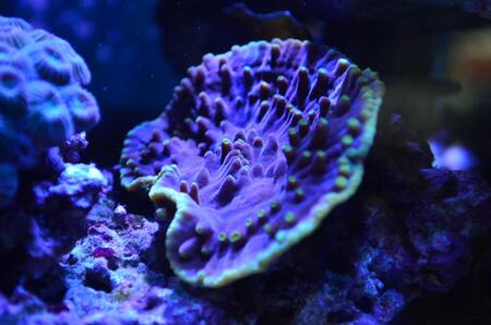 Esponjas. Foto: Unsplash.