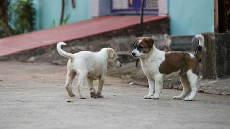 Qué pasaría con los perros si los humanos desaparecen. Foto Unsplash.
