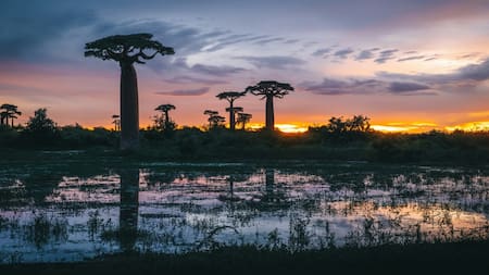 Baobad, el árbol más longevo del mundo. Foto: Unsplash.