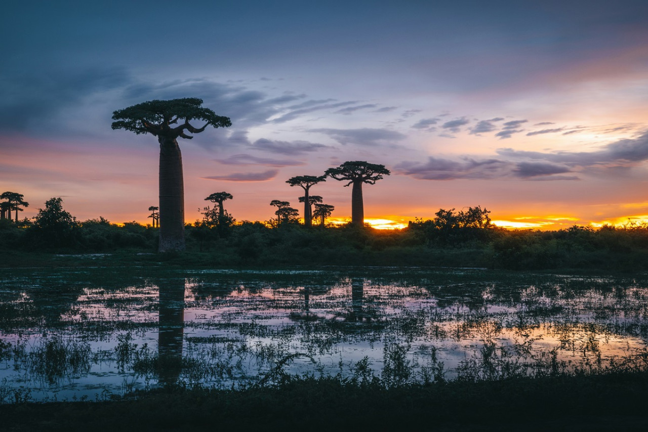 Baobad, el árbol más longevo del mundo. Foto: Unsplash.
