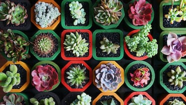 No todo es color de rosa: las suculentas también pueden enfermarse y morir si cometés este error común