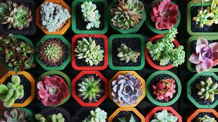 Las suculentas también pueden enfermarse.