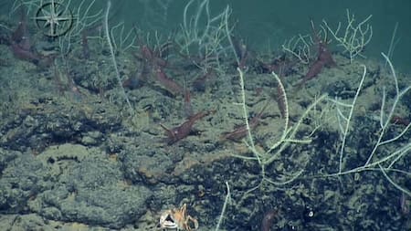 Océanos, planeta. Foto: EFE