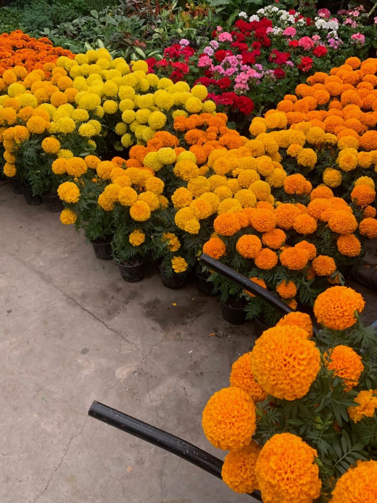 Con sus colores vibrantes y su aroma intenso, el cempasúchil puede cultivarse en jardines, patios y macetas.