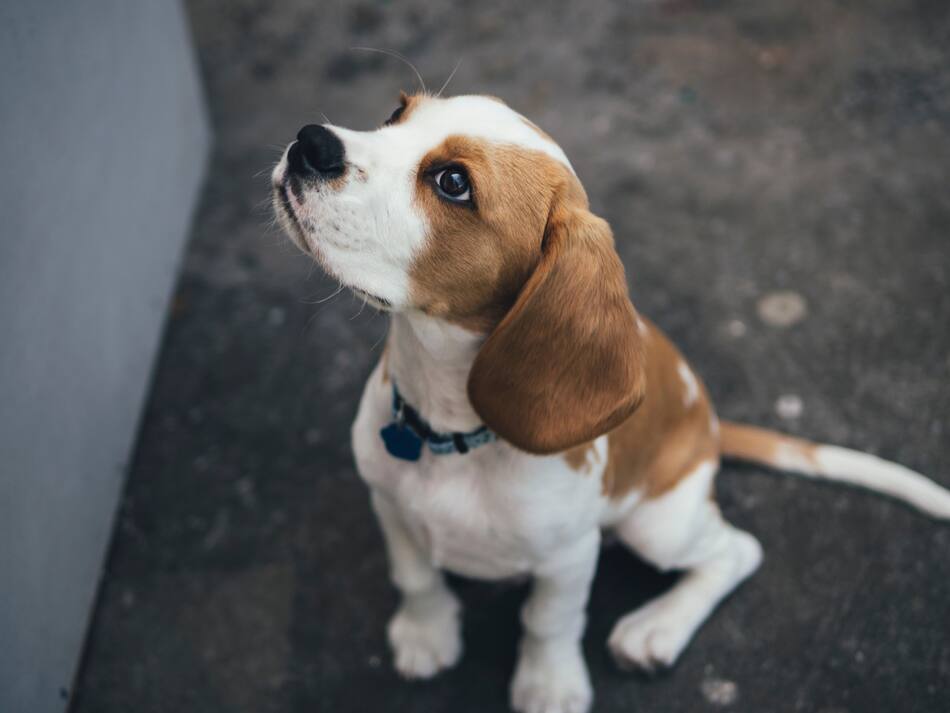 Perro Beagle. Foto: Unsplash.