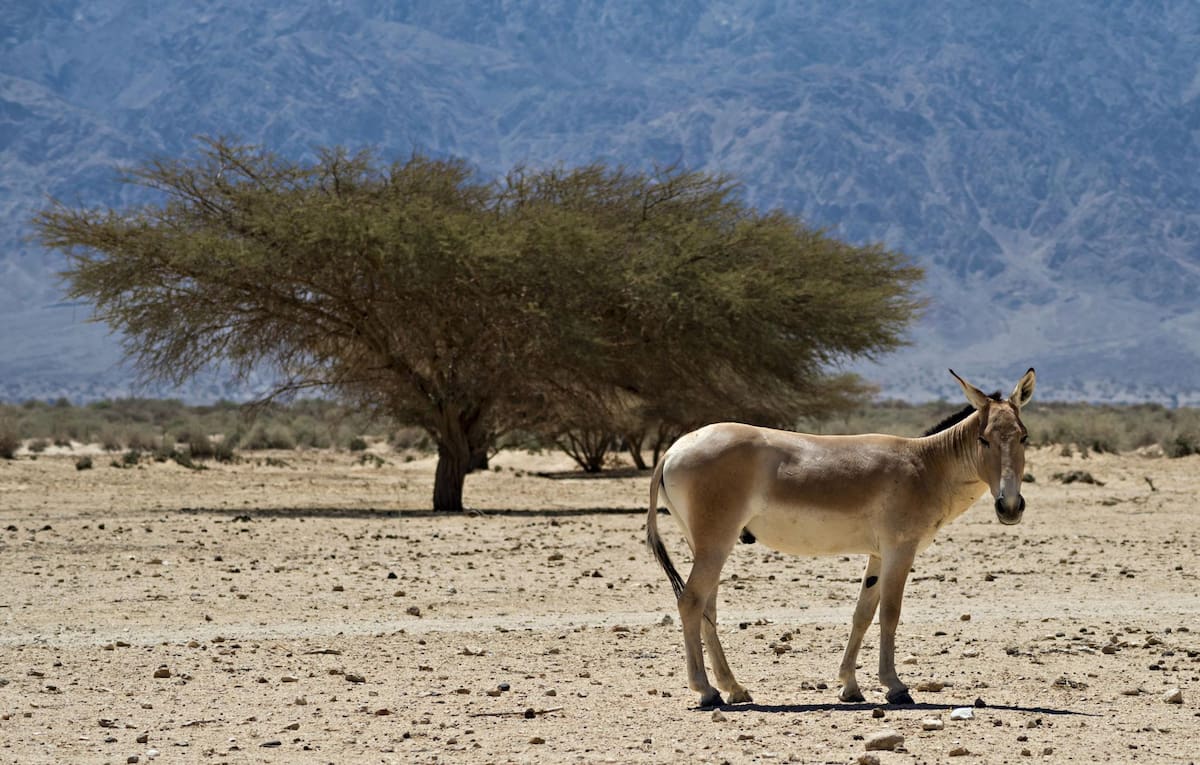 Asnos salvajes en el desierto del Néguev, Israel
