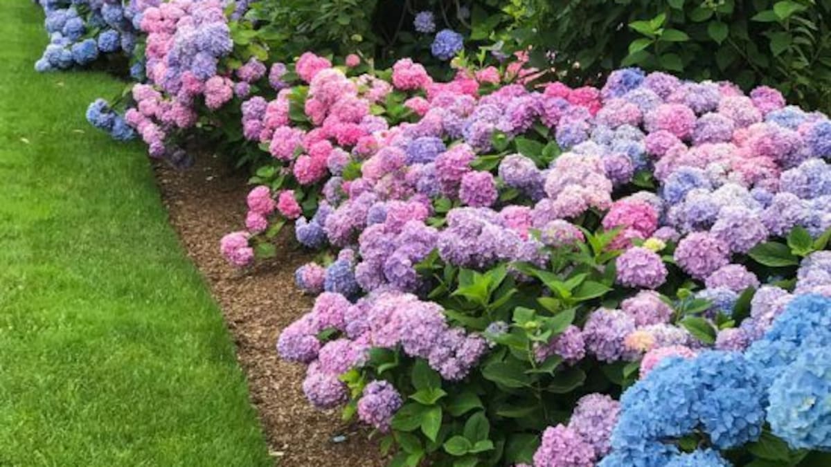 Como cuidar las hortensias para la primavera