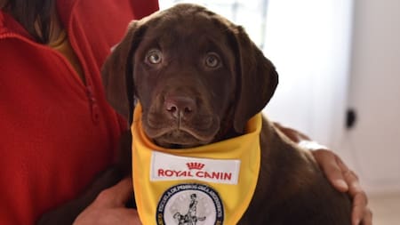 Perros guías: lanzaron una campaña que busca familias para socializar a los cachorros de servicio