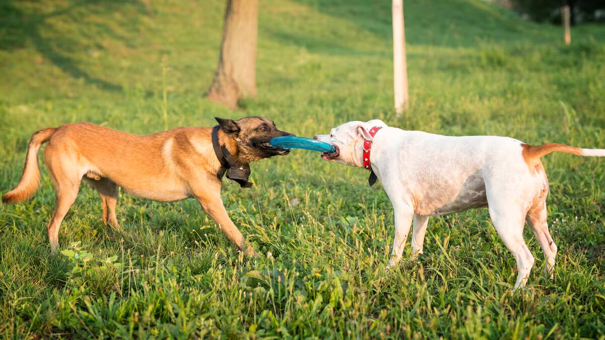 Una mala convivencia con otros animales puede decir mucho de un perro.