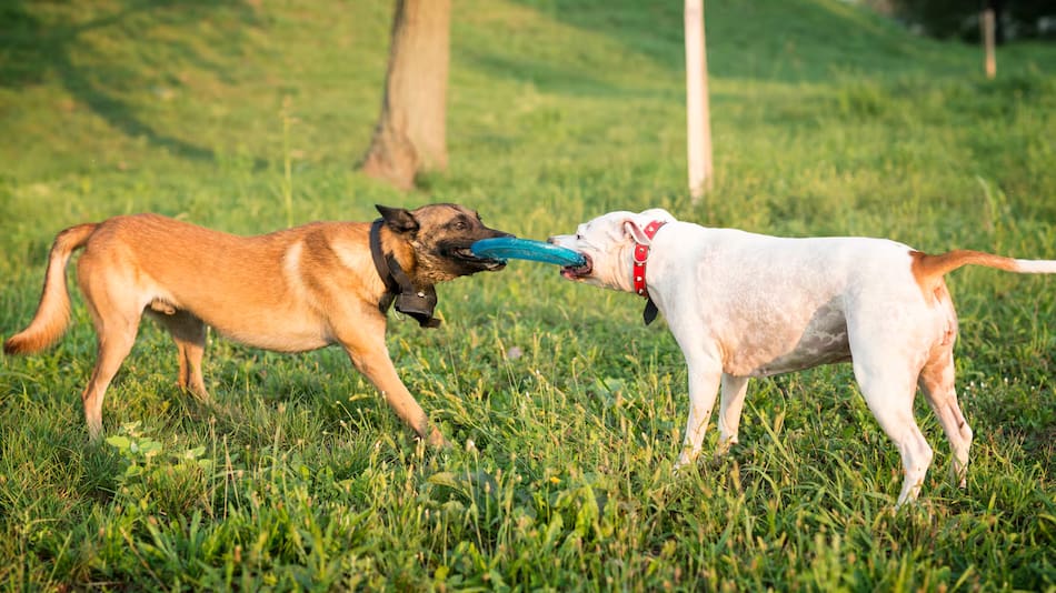 Una mala convivencia con otros animales puede decir mucho de un perro.