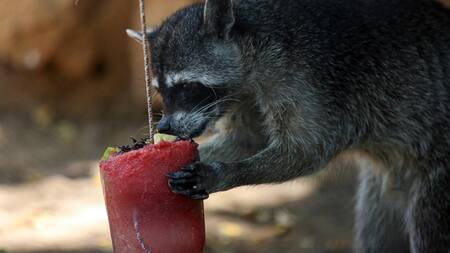 Un mapache come una paleta de hielo elaborada con frutas e insectos. Foto: EFE.