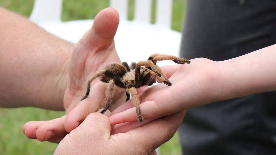 Araña - Picadura