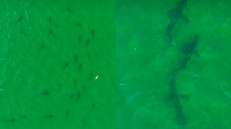 Video impactante: registraron más de 100 tiburones cerca de las costas de Río Negro