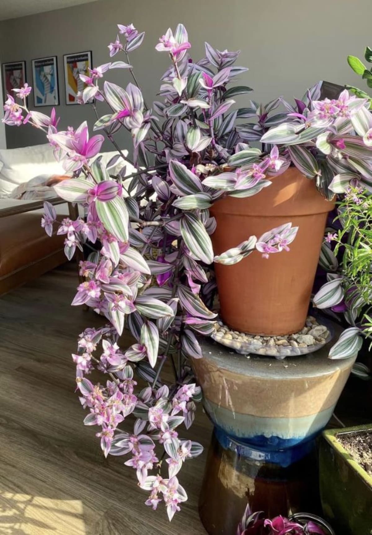me harias un pie de foto
La tradescantia se destaca por sus hojas violetas y sus tallos colgantes, ideales para decorar repisas y estantes con un toque natural.