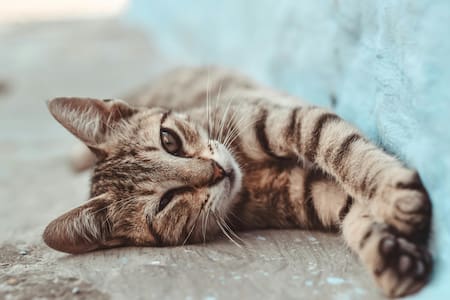 Gato, gatos. Foto: Unsplash.