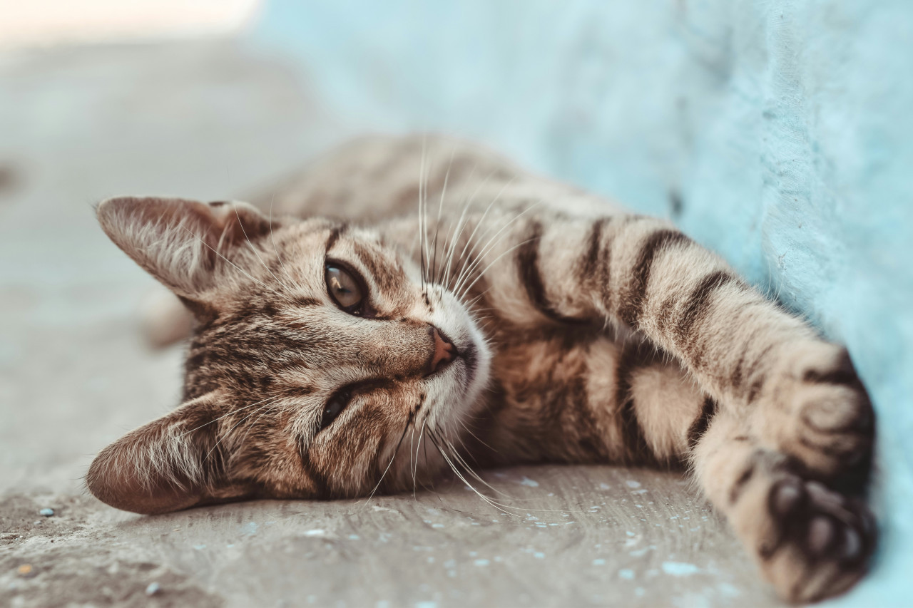 Gato, gatos. Foto: Unsplash.