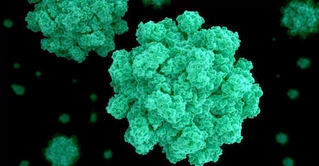 Norovirus. Foto: controllab.
