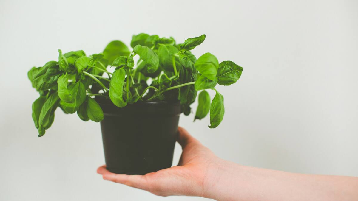 Regalos ideales para el Día del Maestro. Foto: Unsplash.