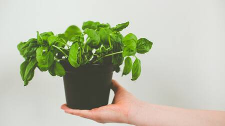 Regalos ideales para el Día del Maestro. Foto: Unsplash.